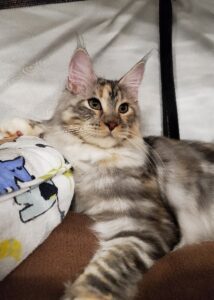 Available Maine Coon Kittens WV