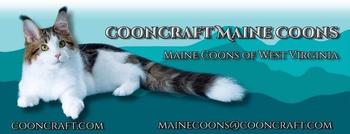 Available Maine Coon Kittens WV