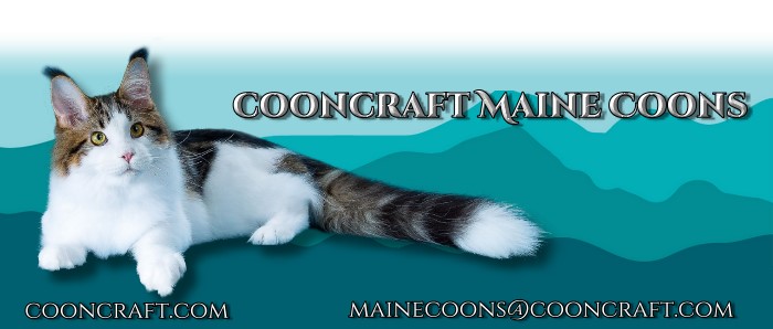 Cooncraft Maine Coons Iowa